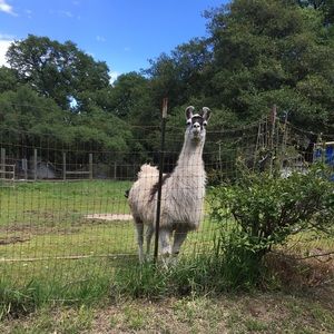 Meet your Posher, Ella